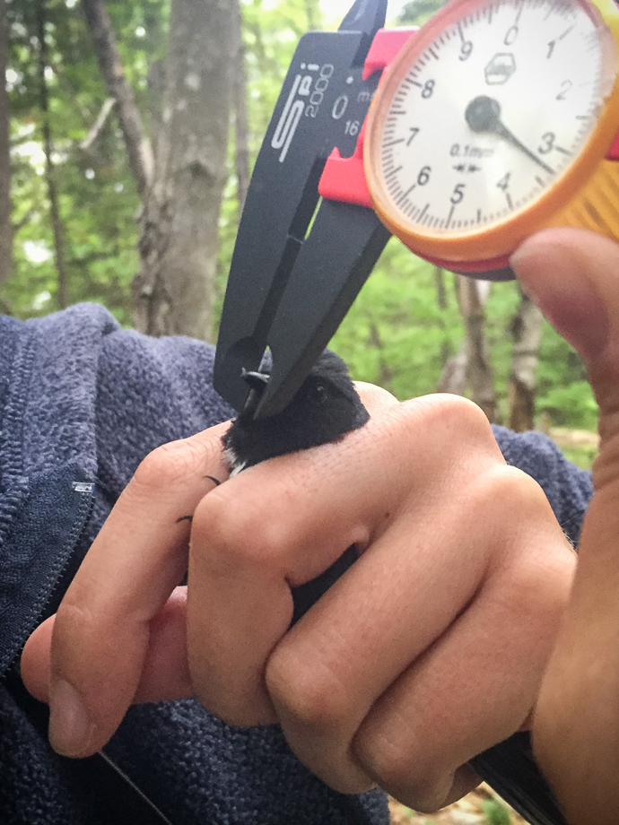 Gallery of \"Warblers in the Hand\"