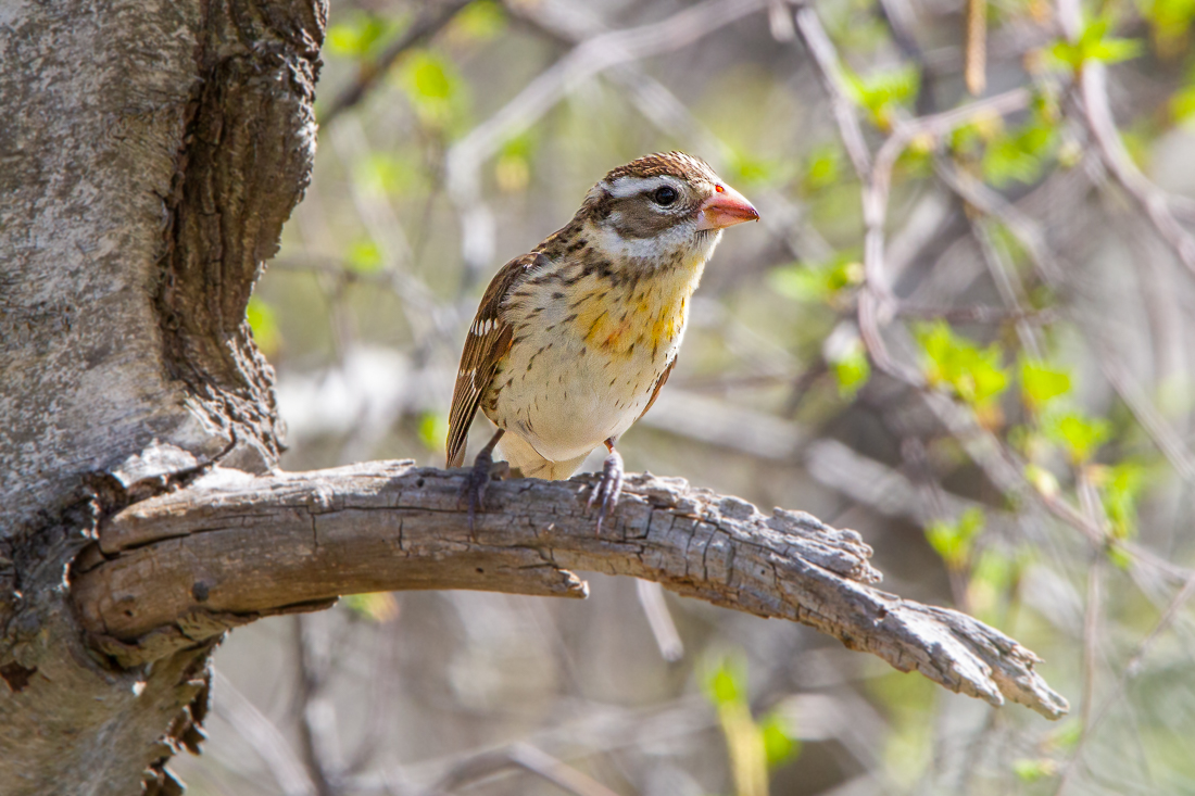 Birding at Plumb Island!