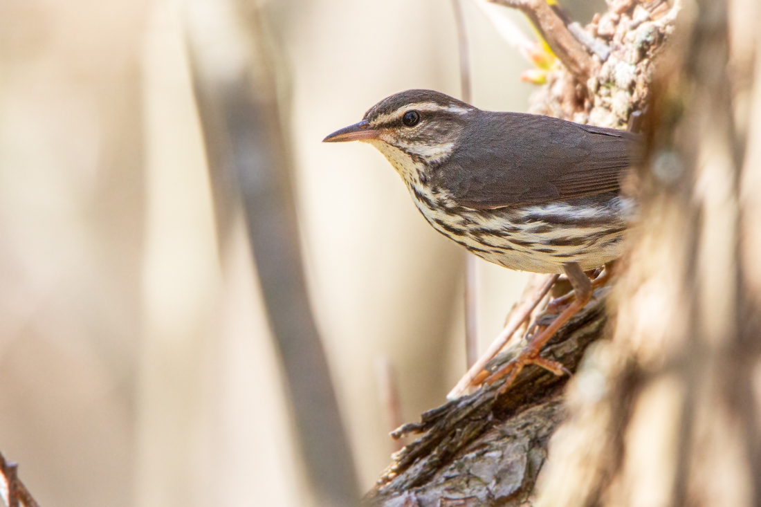 Birding at Plumb Island!